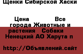 Щенки Сибирской Хаски › Цена ­ 20 000 - Все города Животные и растения » Собаки   . Ненецкий АО,Харута п.